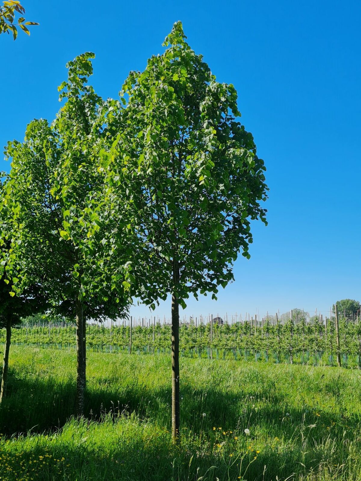 slanke-winterlinde-roelvo- Winterlinde