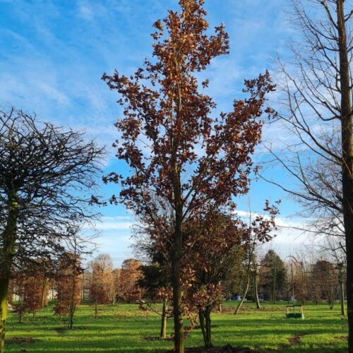 Volwassen Spaanse eik 'Wageningen' | Hoogstam