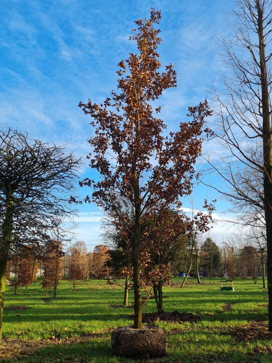 Volwassen Spaanse eik 'Wageningen' | Hoogstam