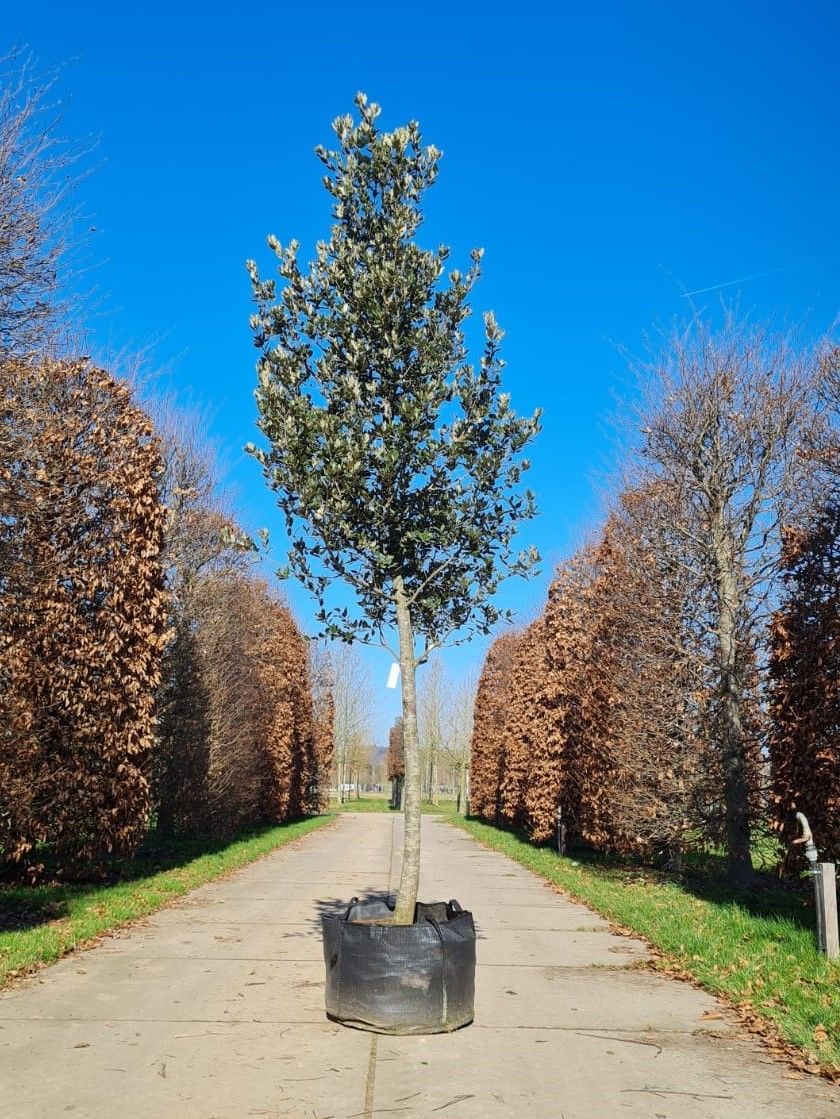 Jonge Steeneik | Hoogstam
