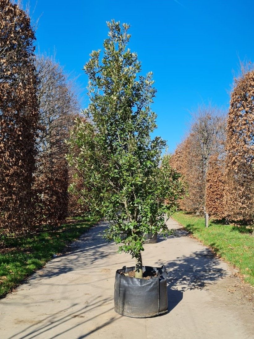 Jonge Steeneik | Laagstam