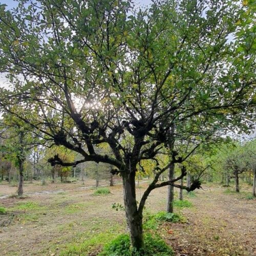 Volwassen Appelboom 'Sterappel' | Halfstam