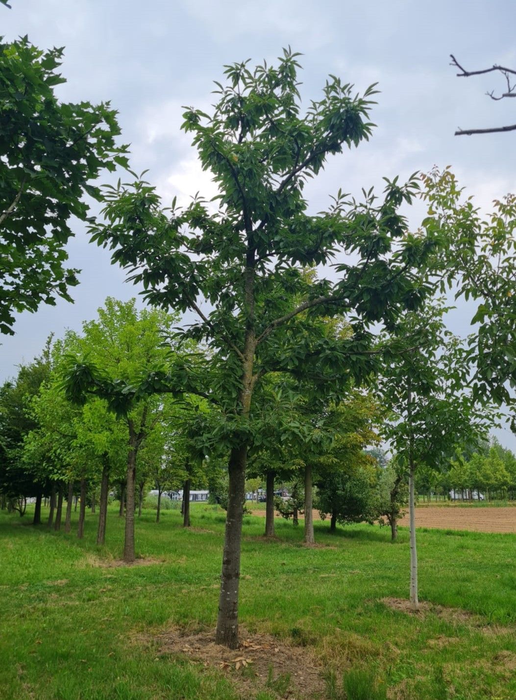 tamme-kastanjeboom Volwassen Tamme kastanjeboom | Hoogstam