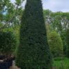 Taxus | Zuilvorm