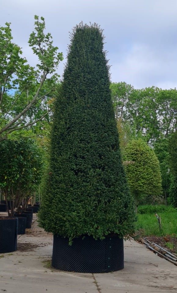 Taxus | Zuilvorm