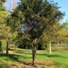 Venijnboom (Taxus)