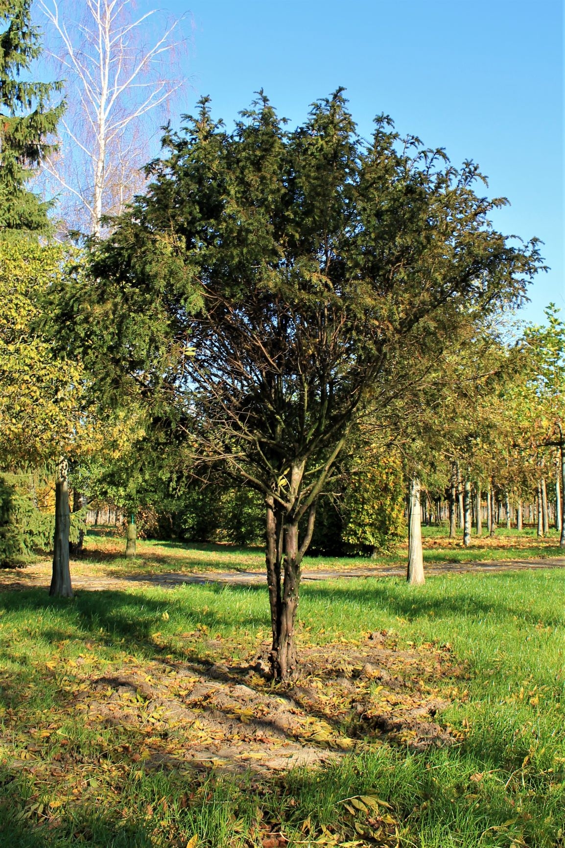Venijnboom (Taxus)