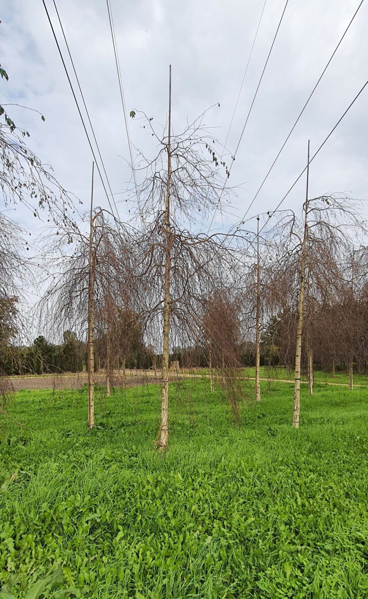 Jonge Prieelberk | Hoogstam