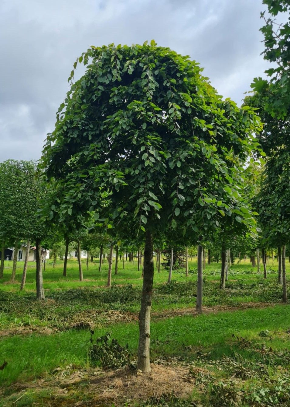Volwassen Treurhaagbeuk | Hoogstam
