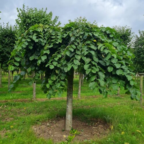 Volwassen Treuriep | Hoogstam