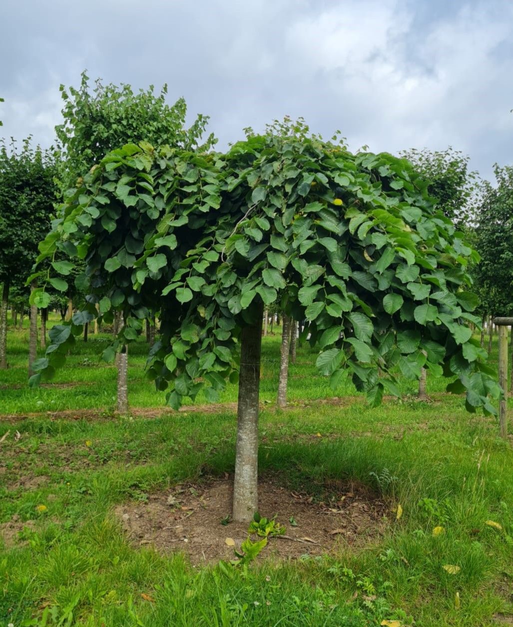 Volwassen Treuriep | Hoogstam