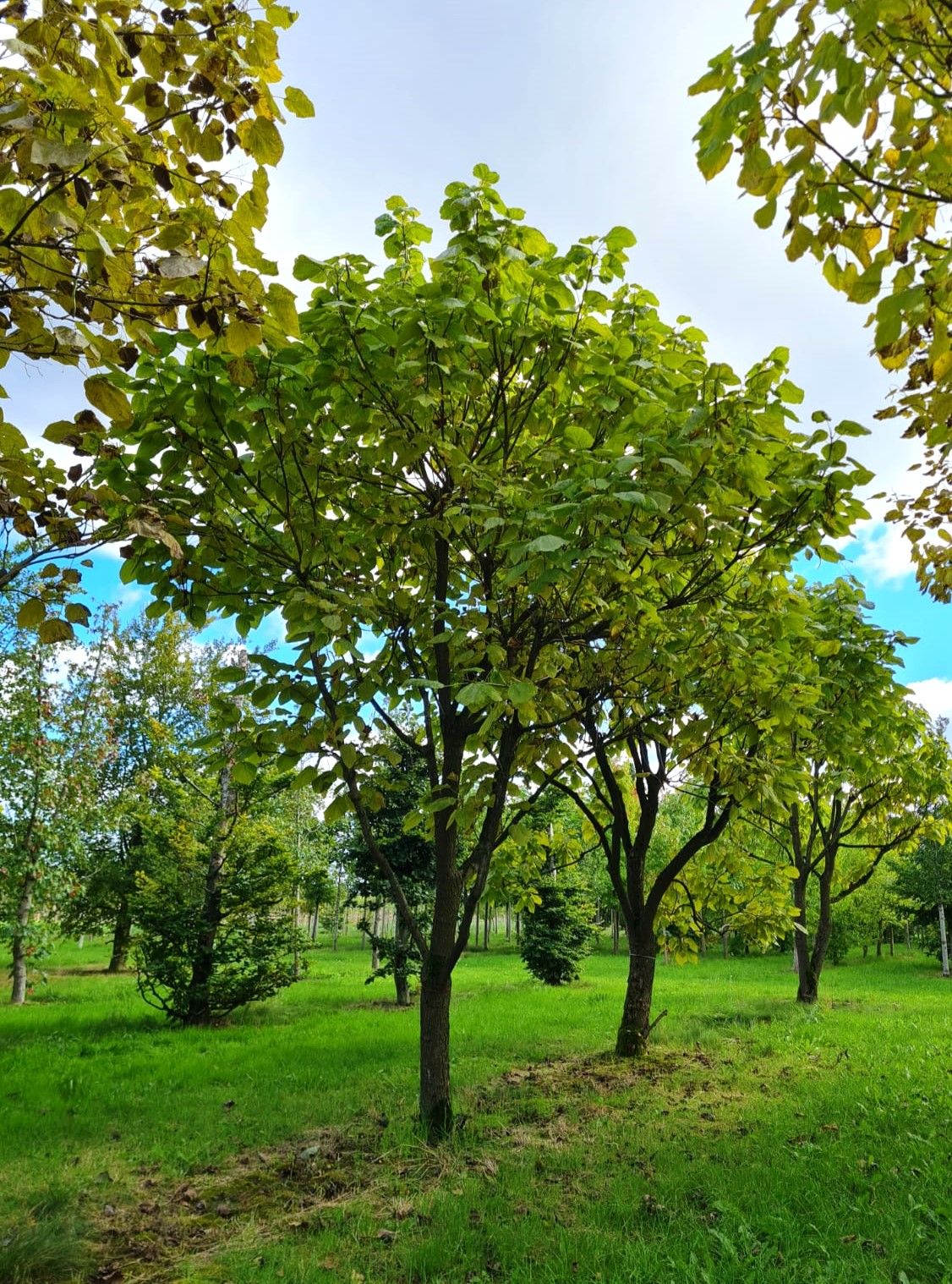 Volwassen Trompetboom | Halfstam