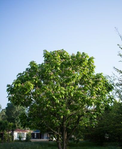 Volwassen Trompetboom | Meerstammig