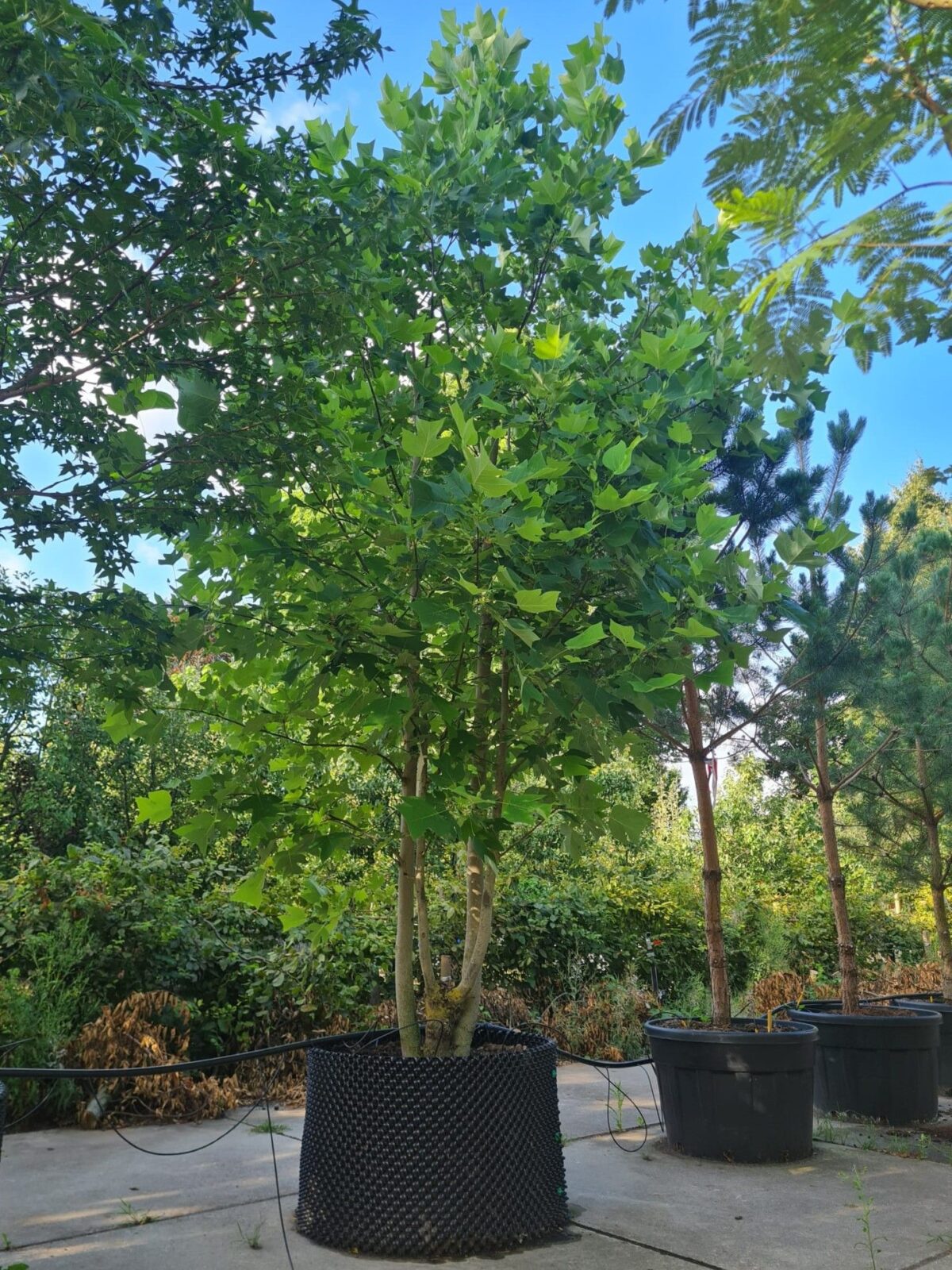 tulpenboom Jonge Tulpenboom | Meerstammig