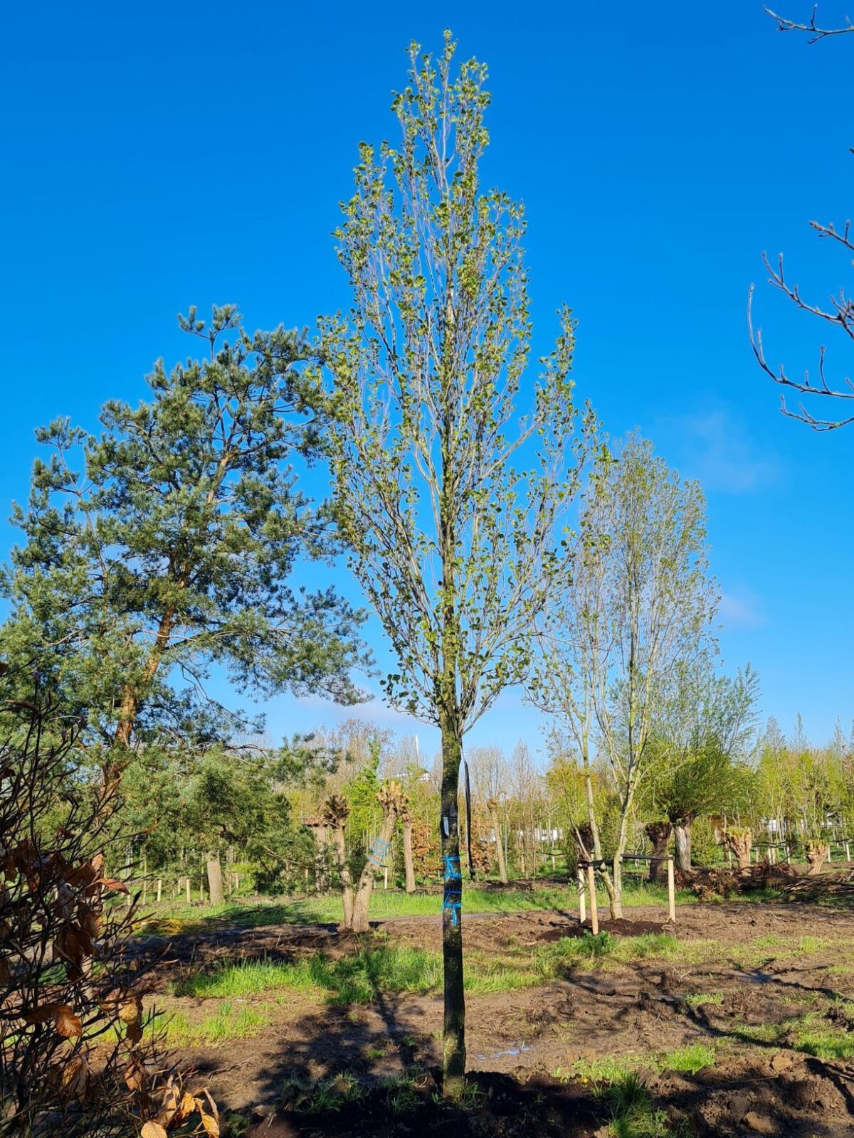 Zuilvormige Tulpenboom