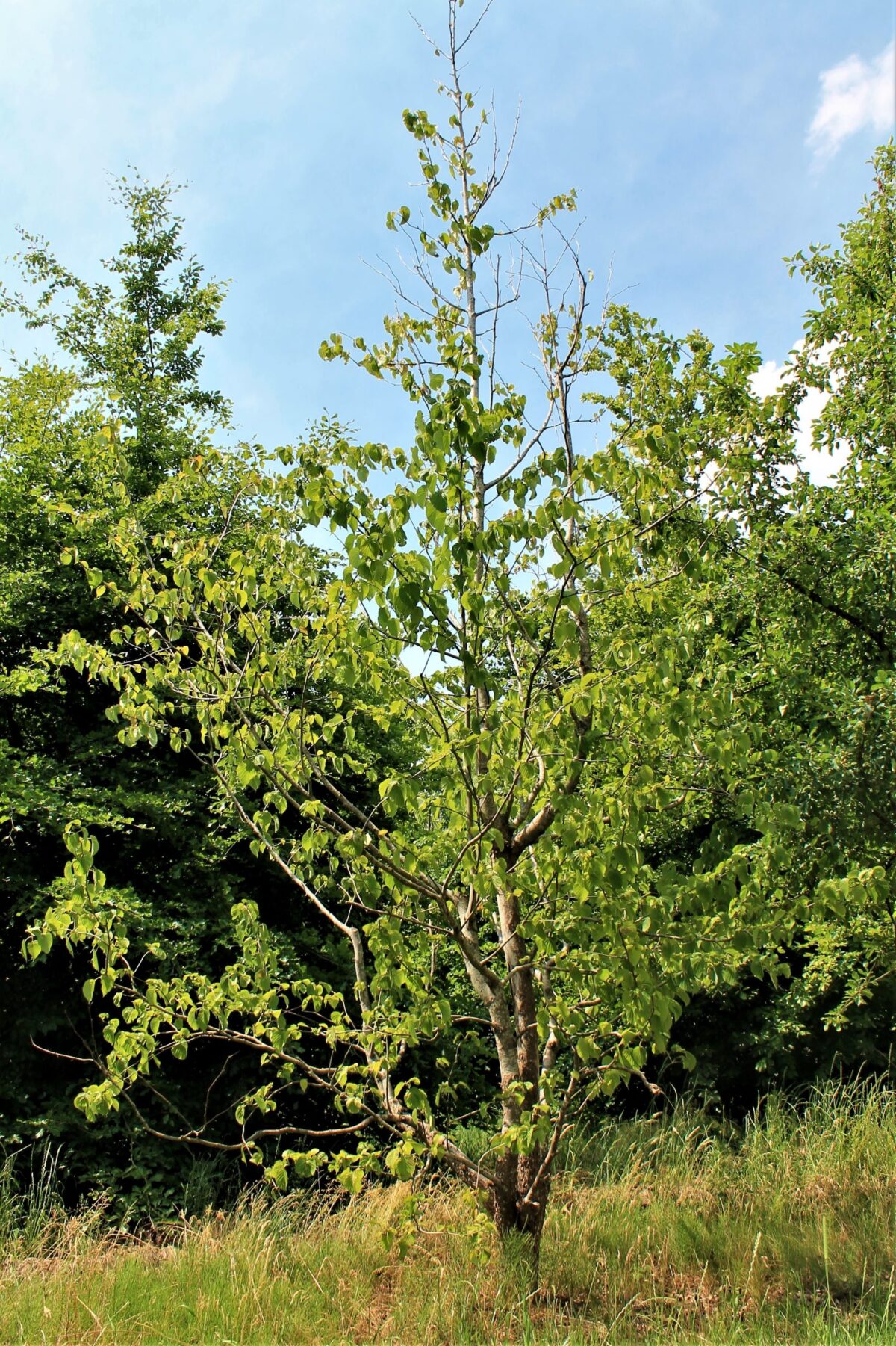 vaantjesboom Volwassen Vaantjesboom