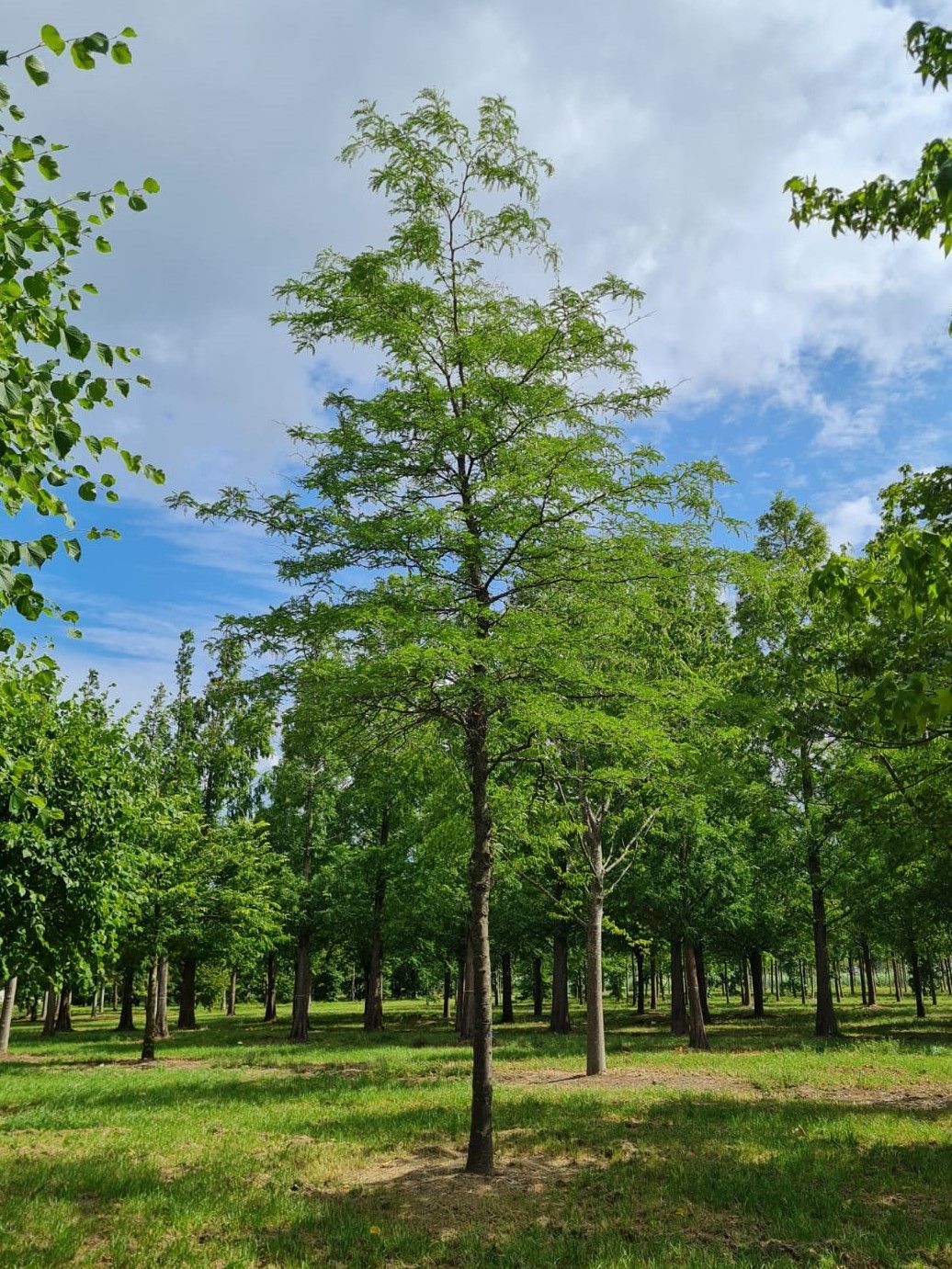 valse-christusdoorn Volwassen Valse Christusdoorn | Hoogstam