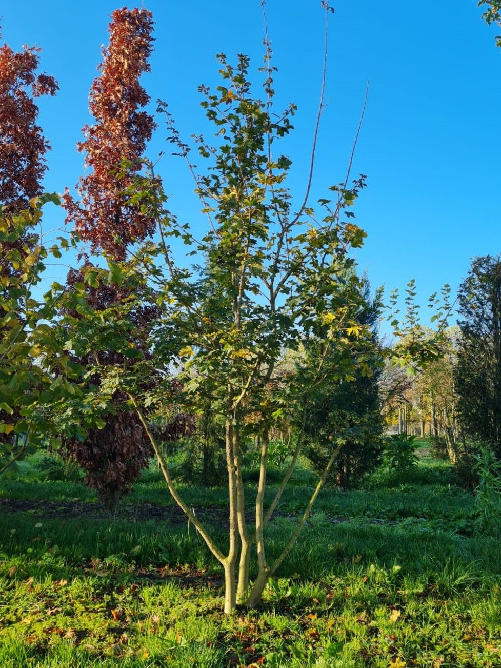 Jonge Veldesdoorn | Meerstammig