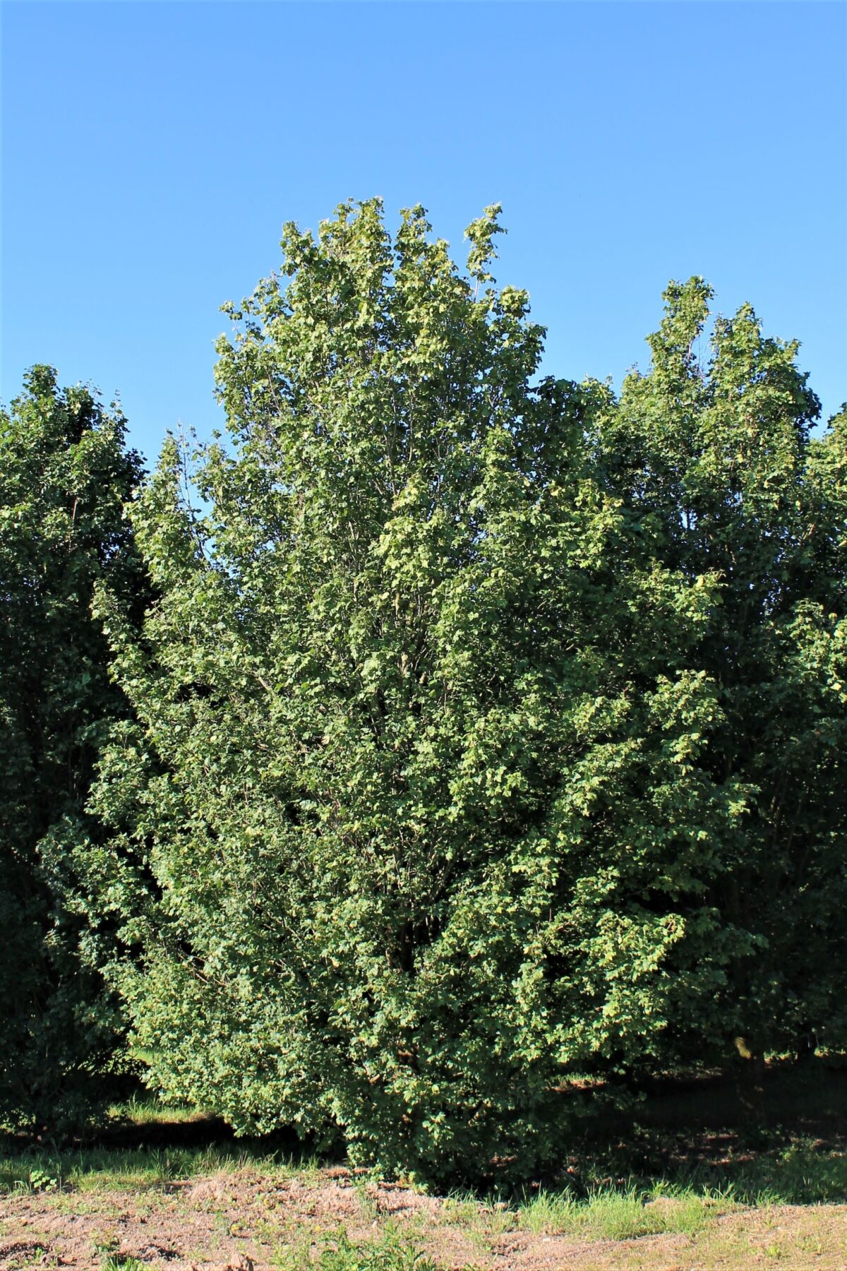 Volwassen Veldesdoorn | Laagstam