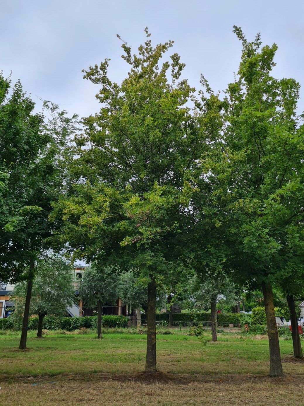 Volwassen Veldesdoorn | Hoogstam