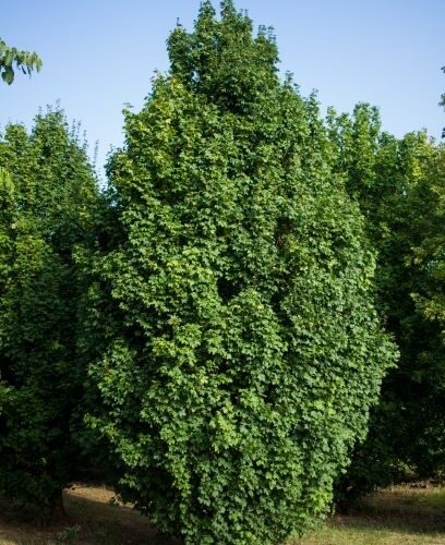 Volwassen Veldesdoorn 'Lienco' | Laagstam