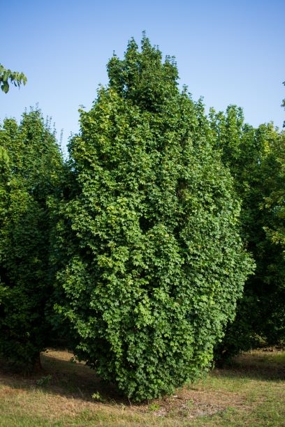 Volwassen Veldesdoorn ‘Lienco’ | Laagstam