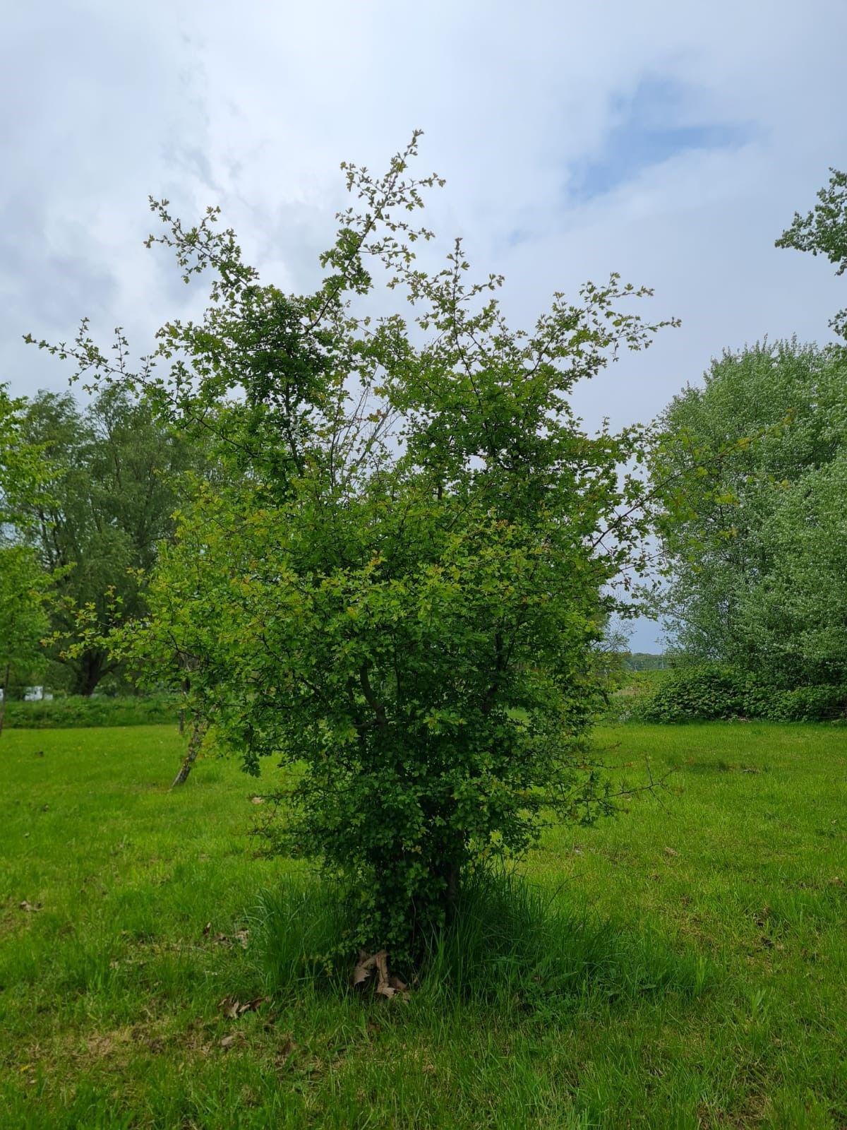 Jonge Eenstijlige Meidoorn | Meerstammig