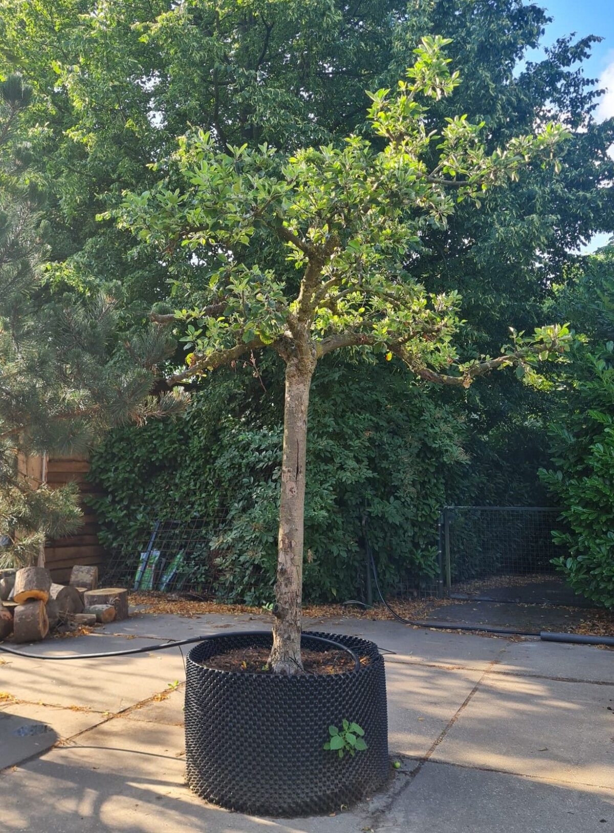 Volwassen Appelboom 'Elstar' | Hoogstam