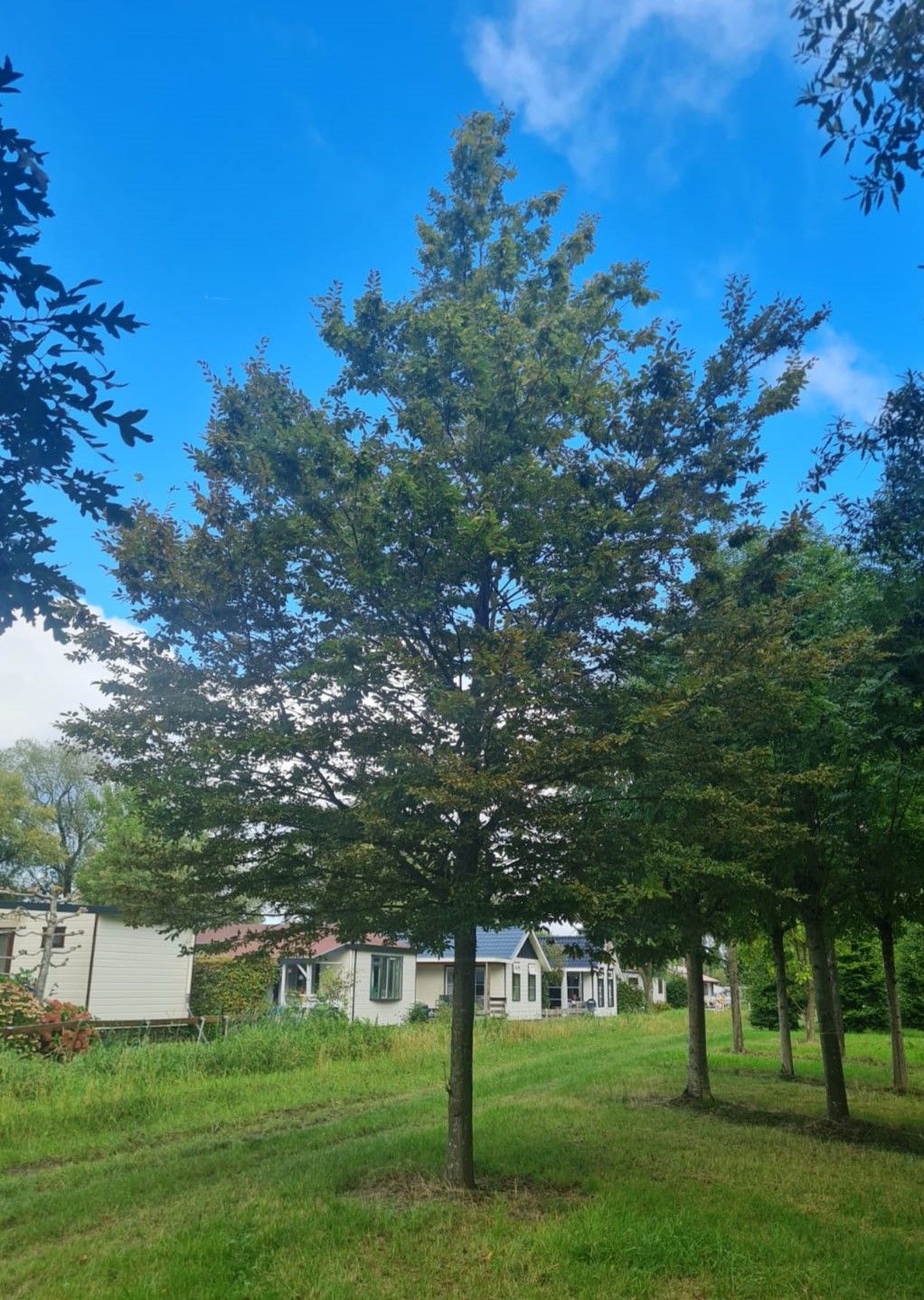 Volwassen Hopbeuk | Hoogstam