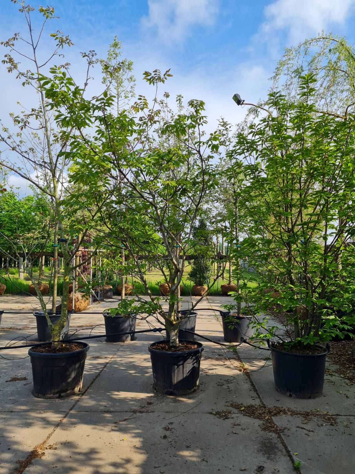 Jonge Walnotenboom | Meerstammig