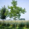 Jonge Walnotenboom | Hoogstam