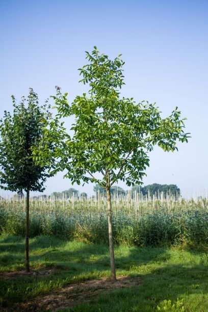 Jonge Walnotenboom | Hoogstam