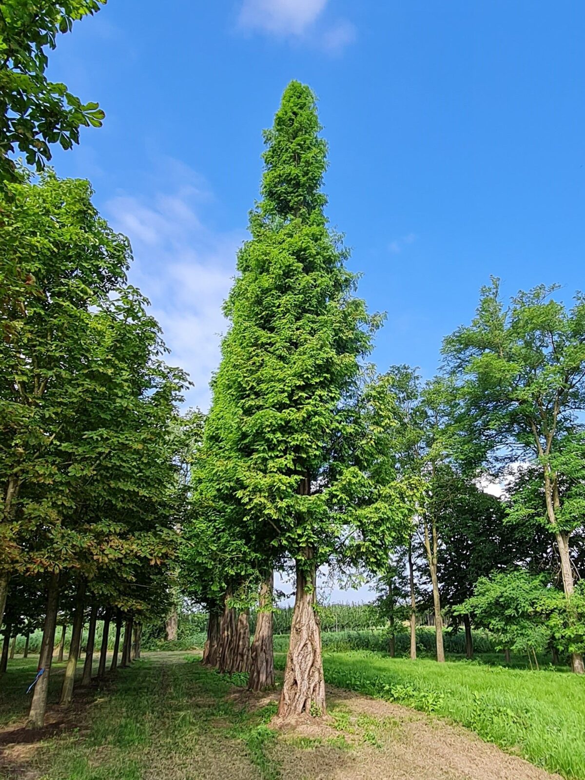 watercipres Watercipres