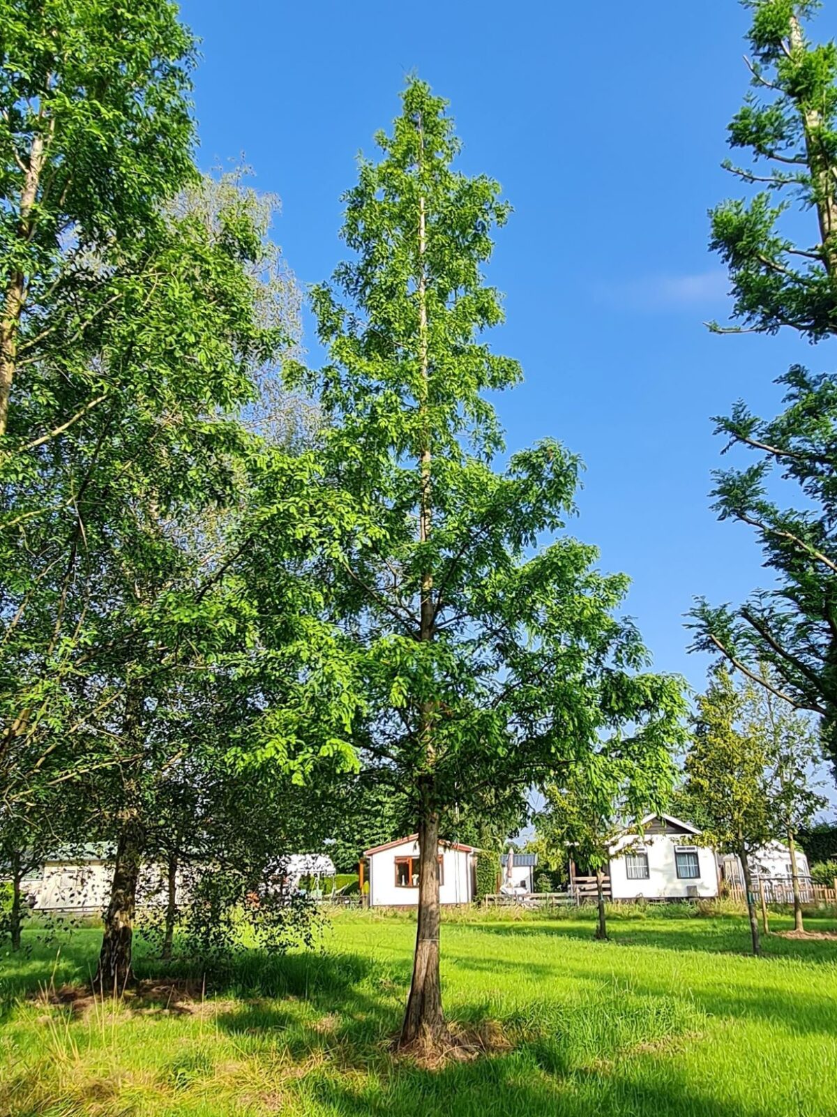 Volwassen Watercipres | Hoogstam