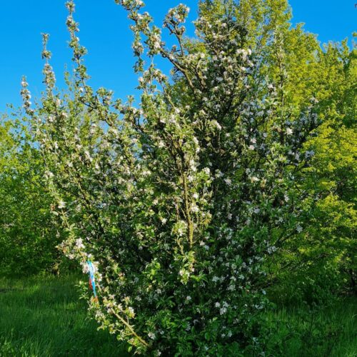 Volwassen Wilde appel | Meerstammig