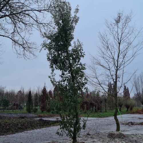 Jonge Spaanse eik 'Fulhamensis' | Hoogstam