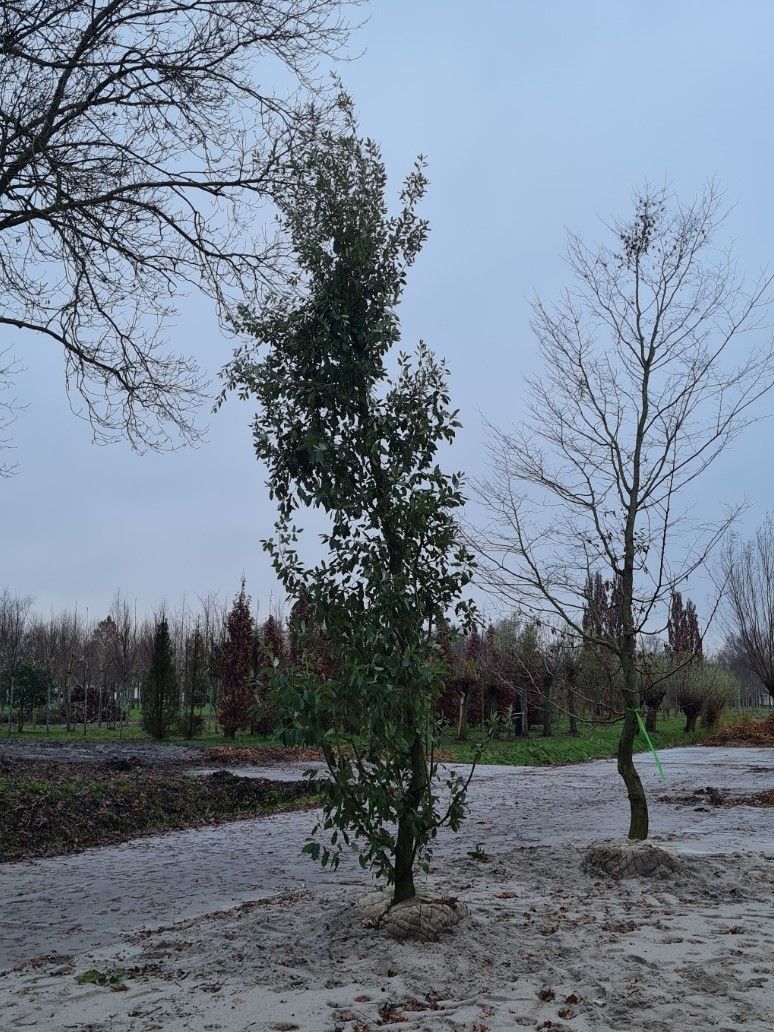 wintergroene-spaanse-eik Jonge Spaanse eik 'Fulhamensis' | Hoogstam