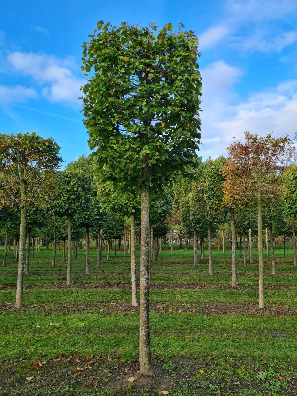 Jonge Lindeboom | Blokvorm