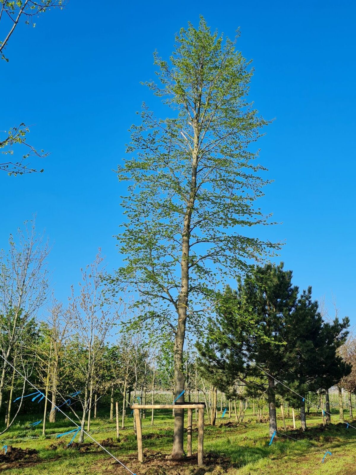 Volgroeide Winterlinde | Hoogstam