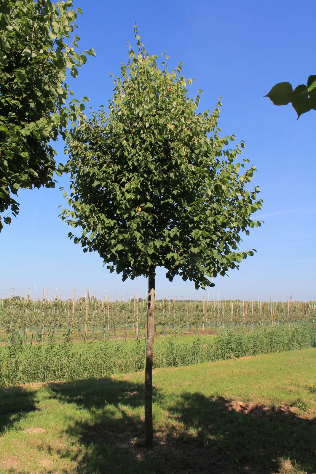 Jonge Winterlinde | Hoogstam