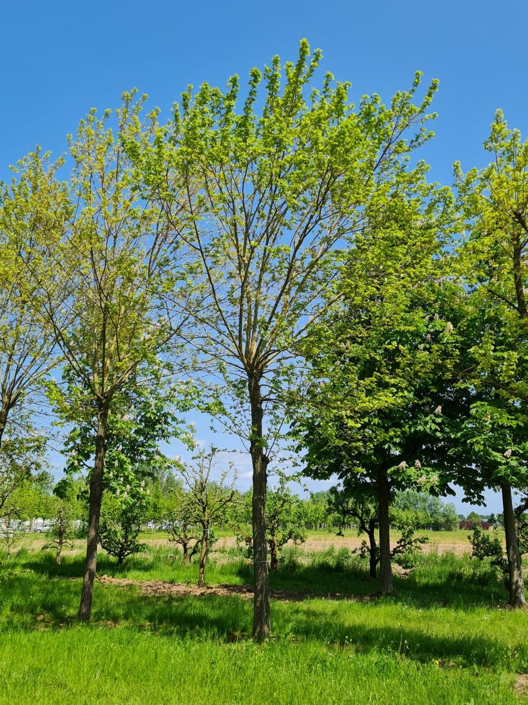 Volwassen Moerbei | Knotvorm