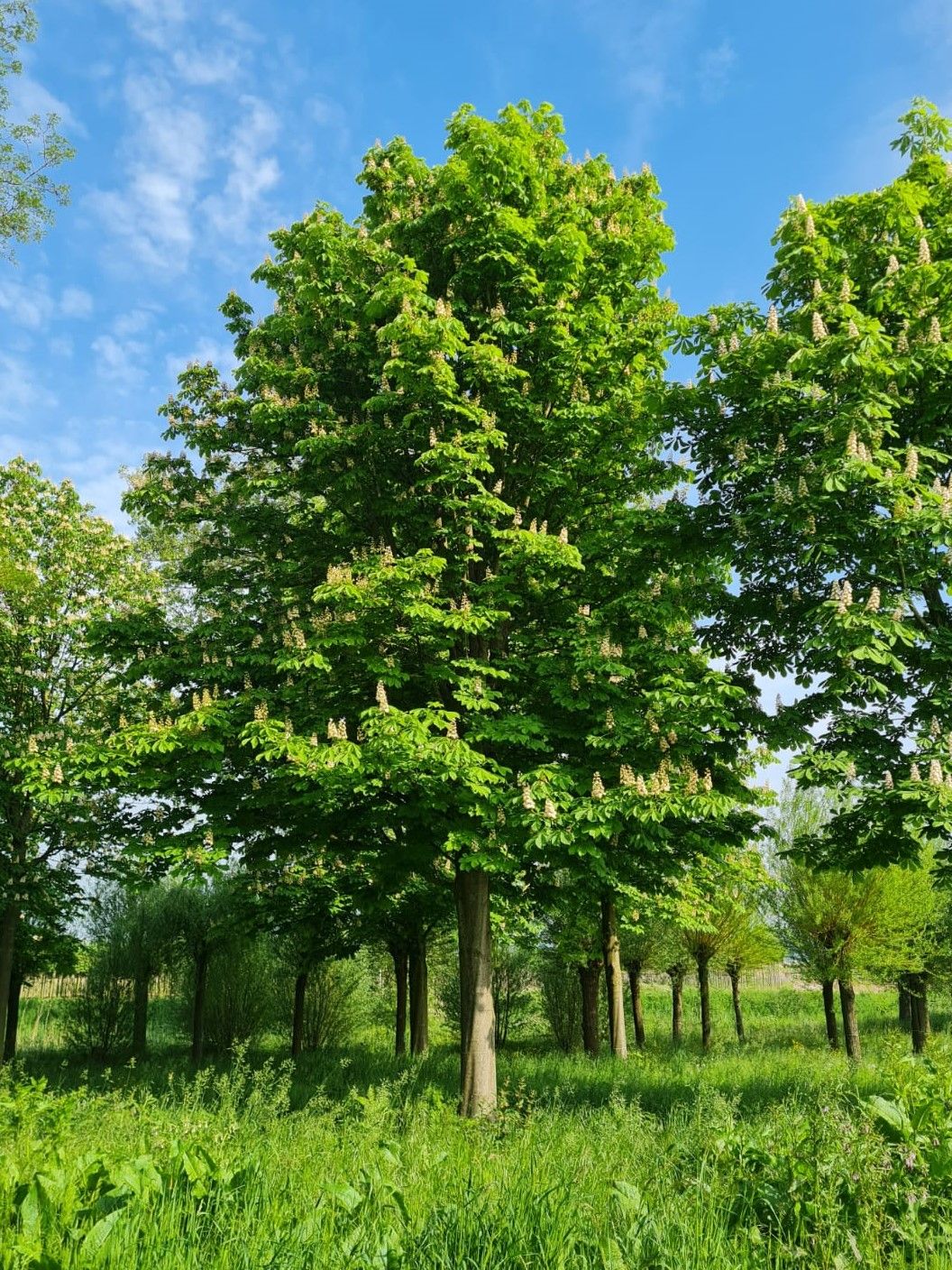 witte-paardenkastanje Witte paardenkastanje | Hoogstam | Volgroeide boom