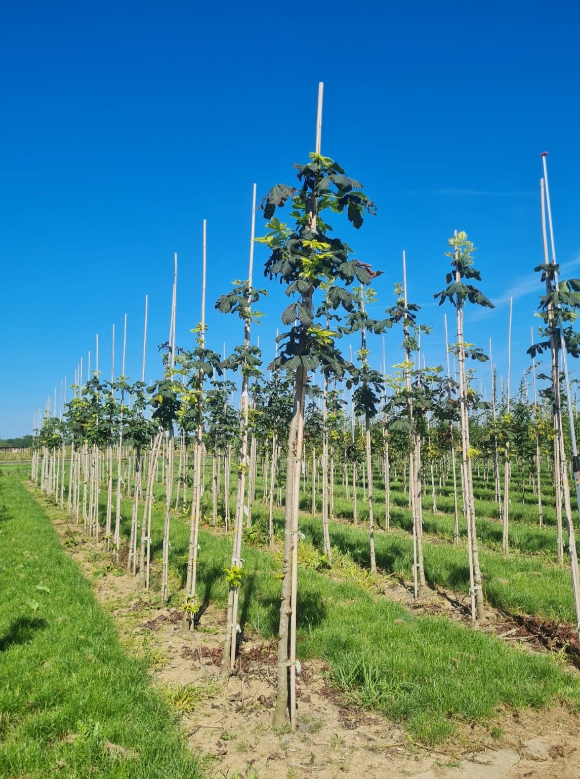Jonge Witte paardenkastanje | Hoogstam