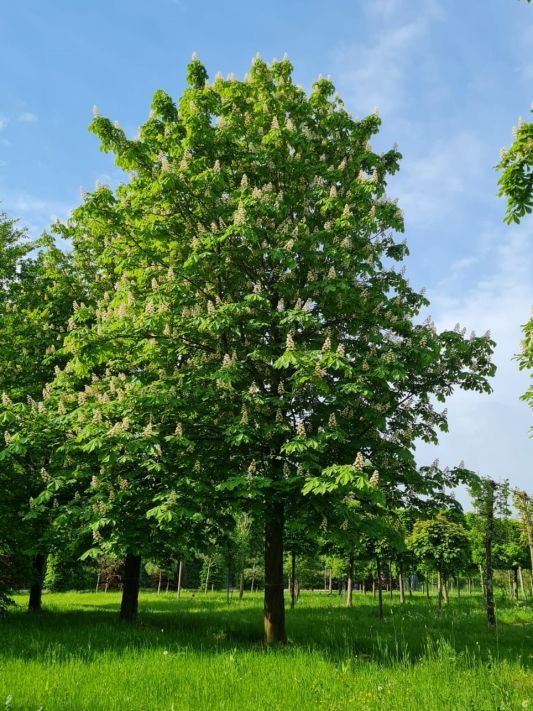 Volwassen Witte paardenkastanje | Hoogstam