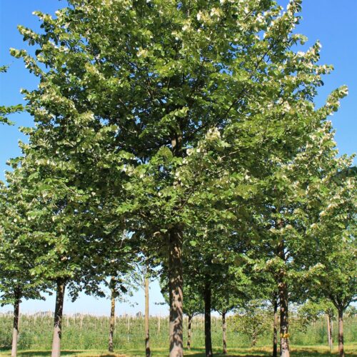 Zilverlinde 'Brabant'