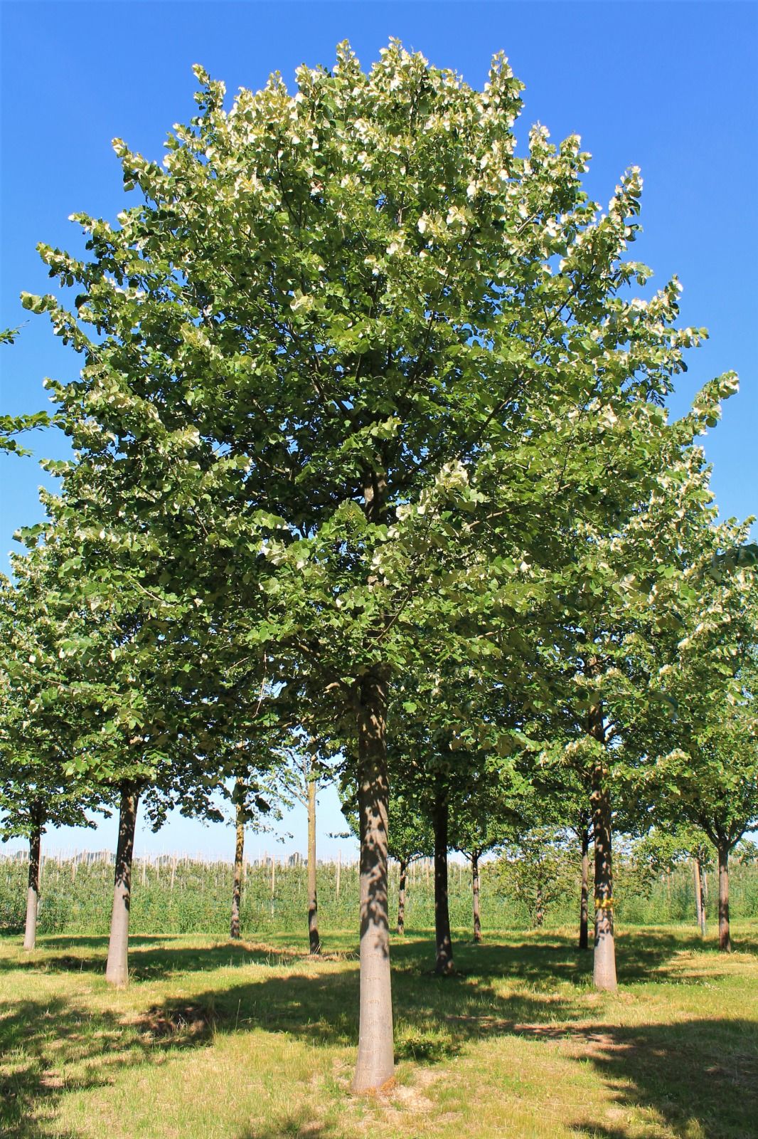 Jonge Zilverlinde 'Brabant' | Hoogstam