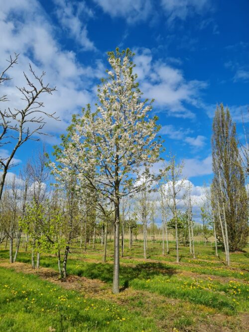 Sierkers 'Plena' | Hoogstam