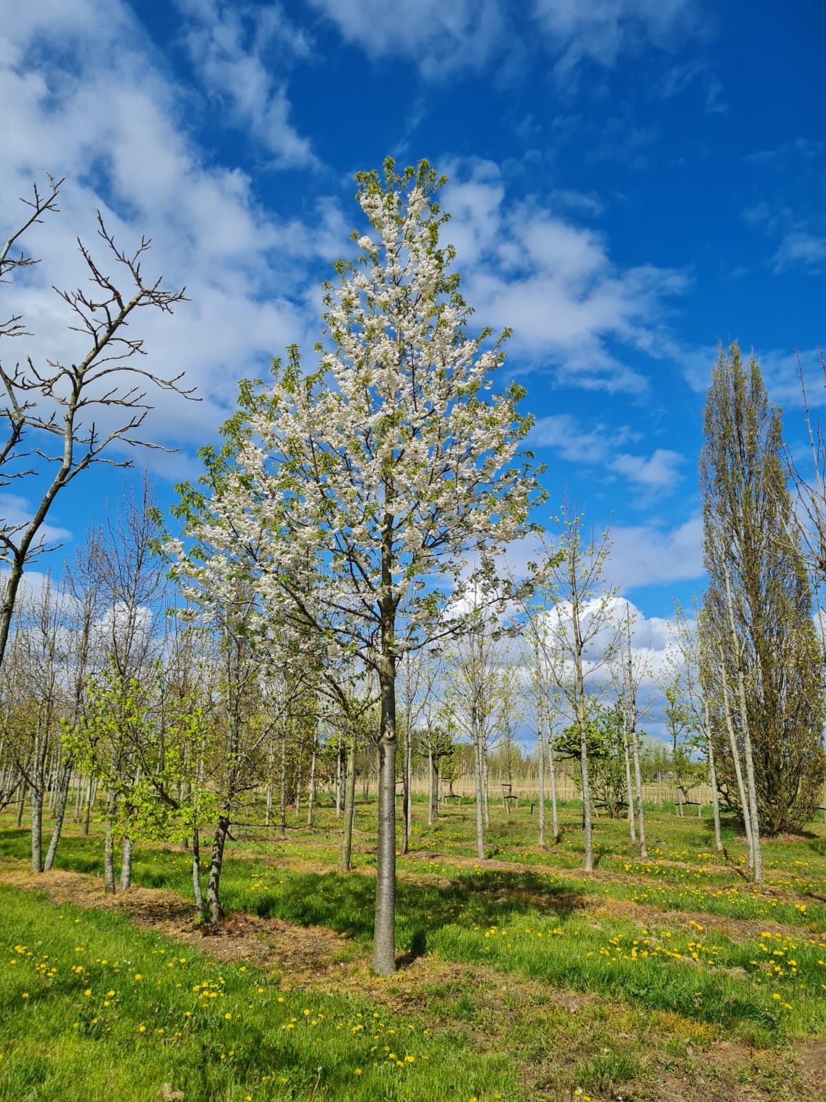 Volwassen Sierkers 'Plena' | Hoogstam