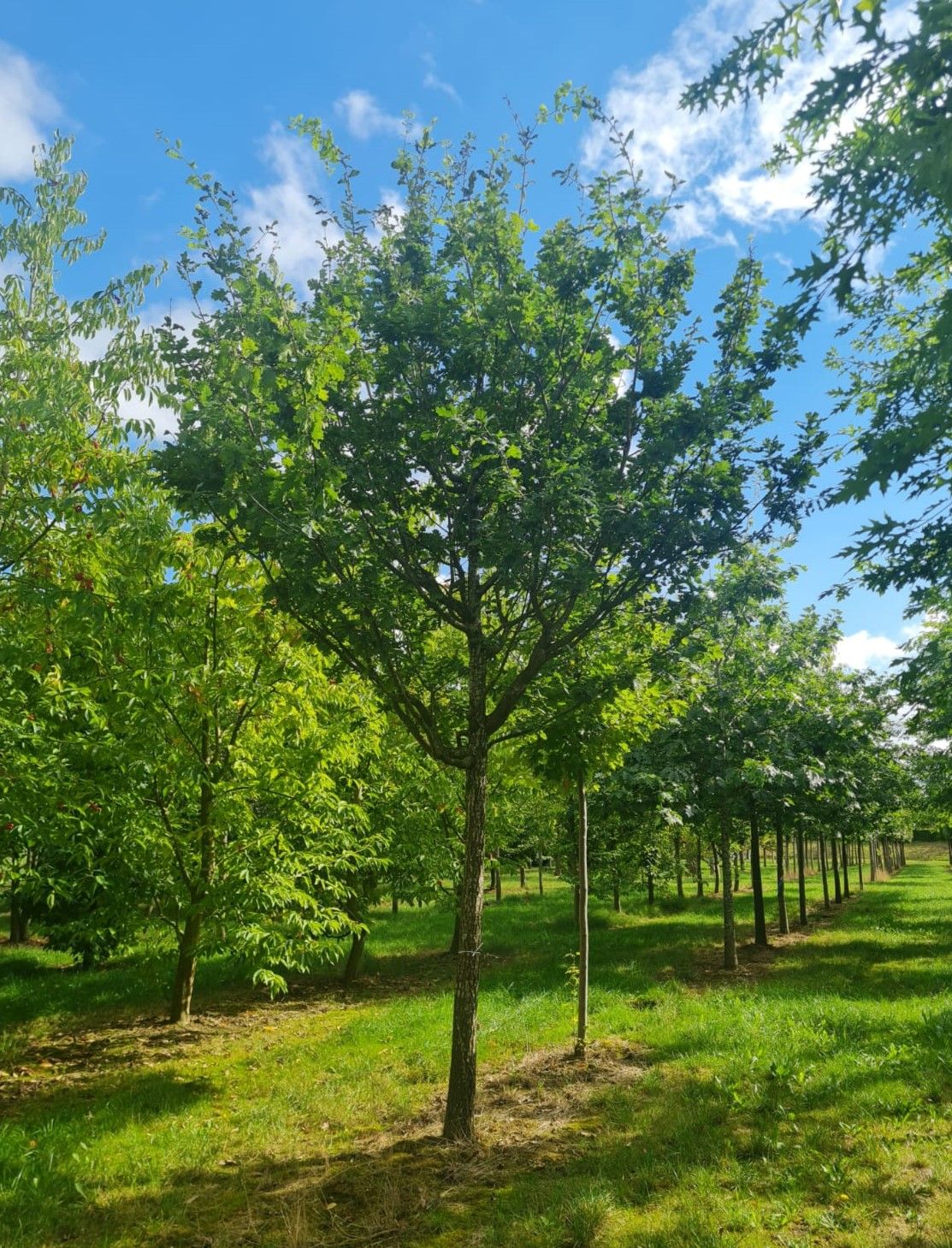 Volwassen Zomereik | Hoogstam