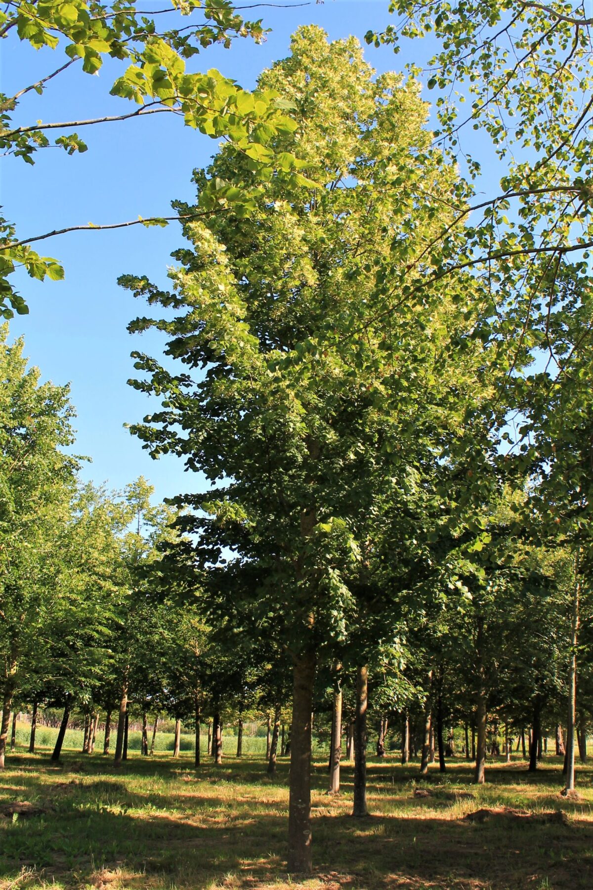 TEST | Zomerlinde | Hoogstam